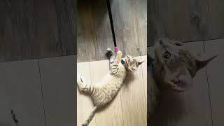 Roger gets leashed cat catvlog catvideos catleashing [upl. by Eppie]