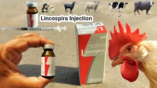 Lincospira injection for Chickens and other Livestock  Lincomycin  Spiramycin  Dr ARSHAD [upl. by Solracnauj]