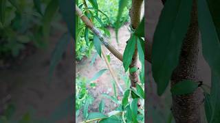 Ped ki Kalam karne ka sabse aasan tarika 🌱😱khedut plantgrafting tree shorts trend [upl. by Huberty481]