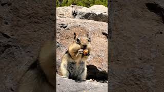 squirrel hand made chocolate🐿️edit facts ytshort trendingshorts dailyviralvideos [upl. by Moritz]