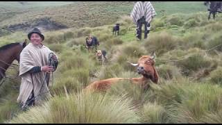 LAS FAENAS DEL CAMPO EFECTUADA POR LOS CHAGRAS ASO BETA DORADA [upl. by Ariana]