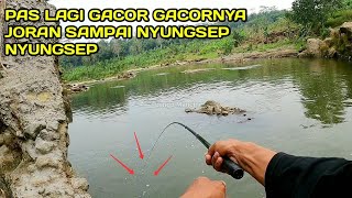 Mancing Nilem Pas Lagi Gacor Gacornya Joran Sampai Nyungsep Nyungaep LM08 [upl. by Rhines]