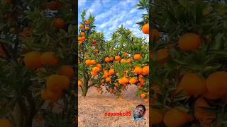 Natural Oranges shortsfeed fruits nature fruitcutting farming malwainspired nayankc85 [upl. by Minnie]