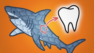 Why Sharks Are Covered In Teeth [upl. by Borroff]