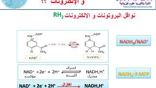 FADH2 NADH2نواقل البروتونات و الإلكترونات [upl. by Ahsieyt736]