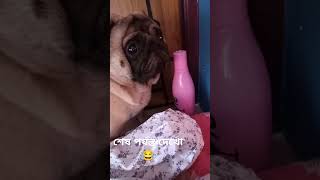 ছাদে গেলে যাবো মা 😅😂 youtube youtubeindia pug petlover pets cute youtuber doglover funny [upl. by Isiad]