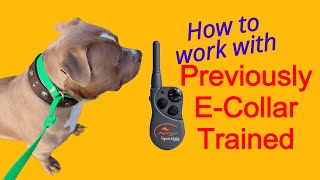 Dog with Previous ECollar Work How to train them [upl. by Rolfe]