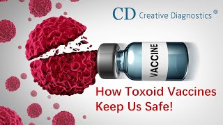 How Toxoid Vaccines Keep Us Safe [upl. by Babbette753]