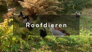 Wonen in Noorwegen  Winterbanden en Roofvogels [upl. by Hurlow]