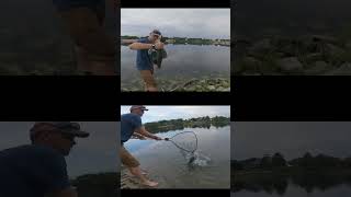 catching plecos in a florida pond [upl. by Charlet]