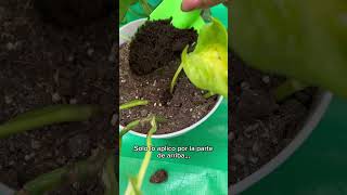 Solución para hojas amarillas 🍂 plantas plantita plants jardin viralvideo [upl. by Akinal]