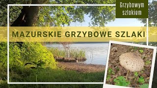 Kurki kania i mazurskie grzybowe szlaki grzyby nature grzybobranie las hiking [upl. by Leopoldine]