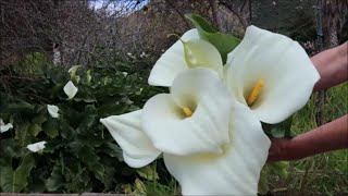 Les Arums au jardin Début du printemps [upl. by Nwahsor]