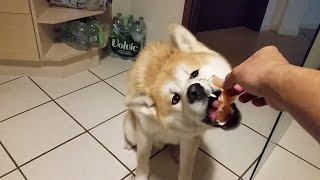 AKITA INU  Eating Raw Meat  秋田犬 [upl. by Sirret953]