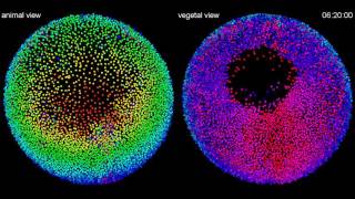 Cell Lineage Reconstruction of Zebrafish Embryo Development [upl. by Rastus]