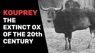 Kouprey The Extinct Ox of the 20th Century [upl. by Atsilac138]