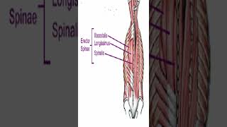 Anatomy Erector Spinae AKA Paraspinals Shorts [upl. by Litsyrk]