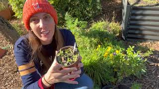 So EXCITING 30 Native Wildflowers How to create a native wildflower garden [upl. by Yralih]