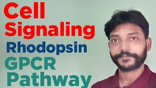 Cell signaling GPCR pathway quot Activation of Rhodopsin in Rod cellsquot Role of cGMP PDE [upl. by Germayne505]