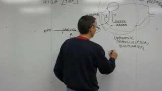 Attenuation in the trp operon part 2 [upl. by Solram]