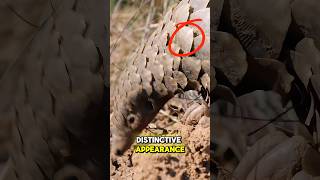 PangolinOnly Scaled Mammal and a Unique Insectivore shortsviral shortsfeed shortsvideo shorts [upl. by Barbette584]