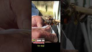 The Horrifying Pain from the Sting of the Executioner Wasp [upl. by Ho]