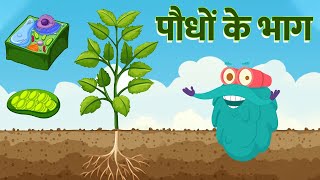 पार्ट्स ऑफ़ प्लांट्स  पौधों के भाग  Parts Of A Plants In Hindi  Dr Binocs Show  Plants Videos [upl. by Nodlew531]