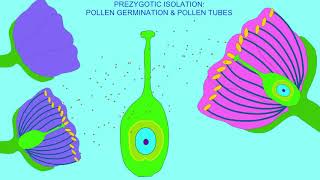 prezygotic isolation pollen germination amp pollen tubes [upl. by Oivaf]