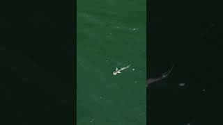 Bonnethead Shark didnt even notice this Needlefish swimming right past it [upl. by Aihcropal]