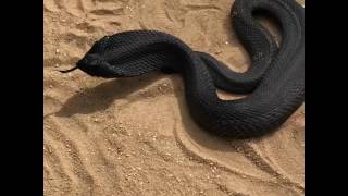 Eastern Hognosed Snake Heterodon platirhinos [upl. by Karrie]