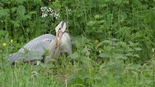 Vroege Vogels  Reigers met enorme prooien [upl. by Brigg900]