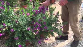 Sweet Pea Bush – For Long Lasting Brightness And Color [upl. by Aivart]