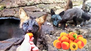 Greedy Apricot FOX and Black fox on a diet 🦊🐾 DenisKorza fox animals zoo [upl. by Iggep]