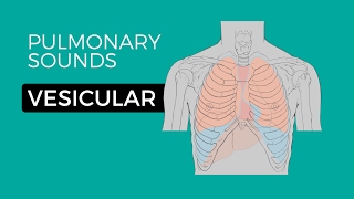 01  Normal Lung Sounds  Vesicular breath sounds [upl. by Alley]