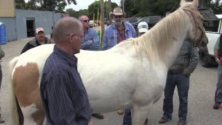 Farrier Quick Takes Mike Wildenstein Proper Evaluation Trimming And Shoeing Mature Horses [upl. by Laraine]