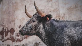 Toros ultima tarde Barrio Portal de Valencia  Toro de calle  Onda [upl. by Boaten]