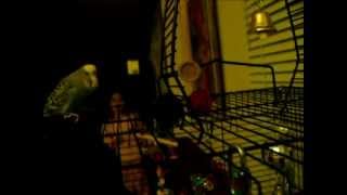 Disco the Parakeet  The Lost Footage [upl. by Ait]