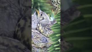 Thrushes Feeding  delicious slugs birds nature wildlife [upl. by Nikal]