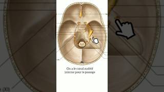 Les nerfs craniens passant par la base du crane anatomy medecine science anatomie doctor crane [upl. by Cleary117]