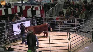 Ohio Beef Expo Hereford Sale Columbus OH March 2024Mar16080453 [upl. by Vinia489]