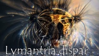 Lymantria dispar HD [upl. by Nissensohn]