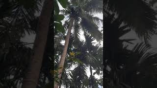 harvesting buko at encarnacion farm [upl. by Nosmoht]