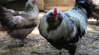 Silver Ameraucana [upl. by Vic]