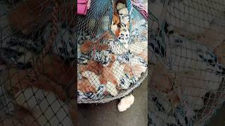 Chicken song shorts video [upl. by Onitnelav]