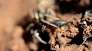 עכביש זאב זאבן טורף  wolf spider lycosidae preying [upl. by Ebocaj]