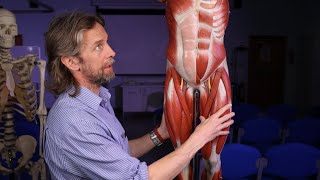 Skeletal muscle anatomy introduction [upl. by Melbourne]