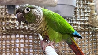 happy conure parakeet sounds [upl. by Coleman694]