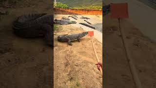 My head is buzzing Crocodile farm Crocodiles Confusing behavior of animals Dangerous actions [upl. by Minsk]