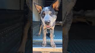 Dog trailer blueheeler viralshorts trendingshorts smallyoutuber soulcoughing [upl. by Atinaujnas402]