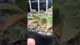 Haworthia Magnifica var Acuminata cv Grey Ghost with its new pup comes out succulent haworthia [upl. by Jermain]